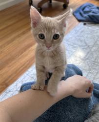 Shelter Stray Female Cat last seen W EL CAMINO AVE & AMERICAN AVE, 2127 Front St, Sacramento, CA 95818, USA
