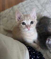 Shelter Stray Male Cat last seen W EL CAMINO AVE & AMERICAN AVE, 2127 Front St, Sacramento, CA 95818, USA