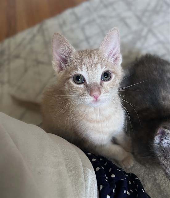 Shelter Stray Male Cat last seen W EL CAMINO AVE & AMERICAN AVE, 2127 Front St, Sacramento, CA 95818, USA