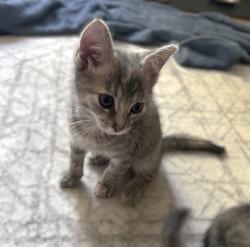 Shelter Stray Female Cat last seen W EL CAMINO AVE & AMERICAN AVE, 2127 Front St, Sacramento, CA 95818, USA