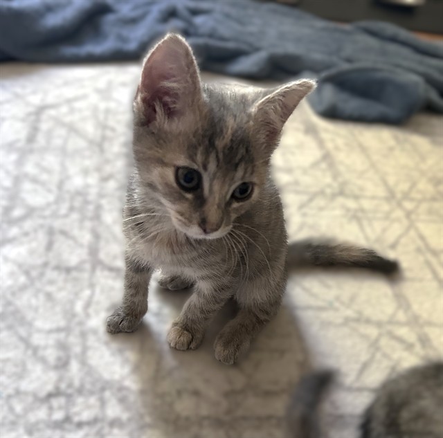 Shelter Stray Female Cat last seen W EL CAMINO AVE & AMERICAN AVE, 2127 Front St, Sacramento, CA 95818, USA