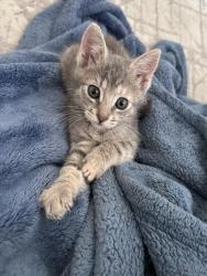 Shelter Stray Female Cat last seen W EL CAMINO AVE & AMERICAN AVE, 2127 Front St, Sacramento, CA 95818, USA