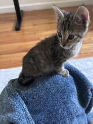 Shelter Stray Male Cat last seen W EL CAMINO AVE & AMERICAN AVE, 2127 Front St, Sacramento, CA 95818, USA