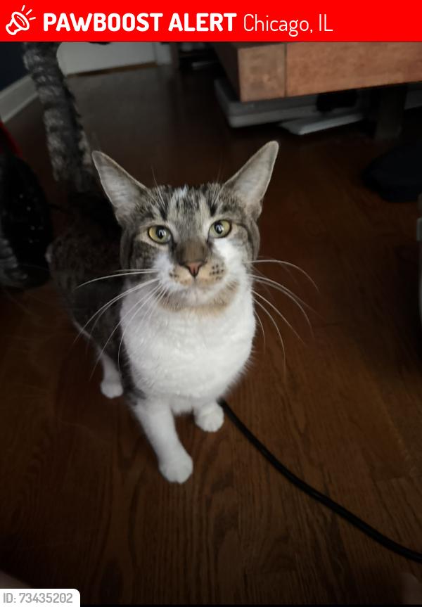 Lost Female Cat last seen Archer and Natchez, Chicago, IL 60638