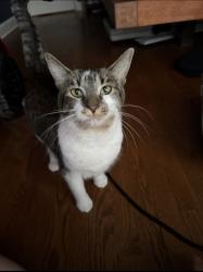 Lost Female Cat last seen Archer and Natchez, Chicago, IL 60638