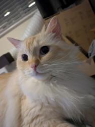 Reunited Male Cat last seen Mountbatten Road est, Essex, England CO2 8BQ
