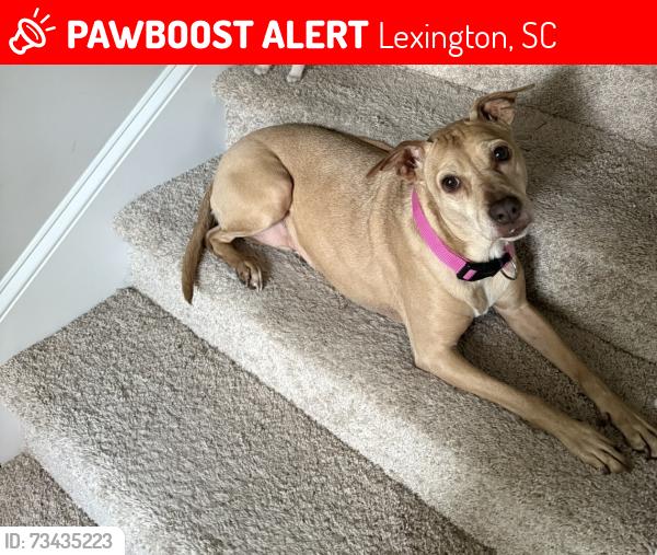 Lost Female Dog last seen Intersection of Mineral springs and oak drive, Lexington, SC 29073
