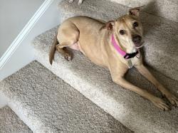 Lost Female Dog last seen Intersection of Mineral springs and oak drive, Lexington, SC 29073