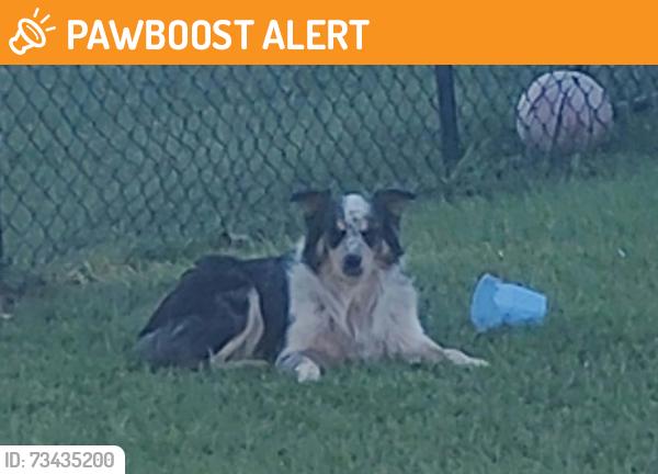 Found/Stray Unknown Dog last seen Crantock rd Smithfield NC, Johnston County, NC 27577