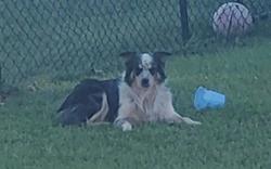 Found/Stray Unknown Dog last seen Crantock rd Smithfield NC, Johnston County, NC 27577