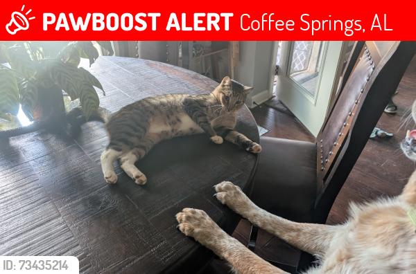 Lost Male Cat last seen Near county Road 682, Coffee Springs, AL 36318