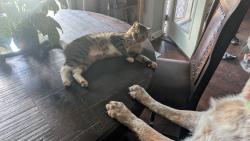 Lost Male Cat last seen Near county Road 682, Coffee Springs, AL 36318