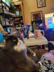 Found/Stray Unknown Cat last seen Sw Frontage Rd & County Rd. 30, Larimer County, CO 80528
