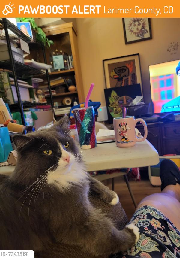 Found/Stray Unknown Cat last seen Sw Frontage Rd & County Rd. 30, Larimer County, CO 80528