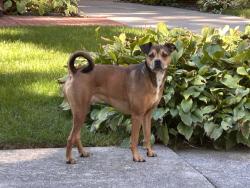 Found/Stray Male Dog last seen Near 12 mile and Cumberland, Berkley, MI 48072