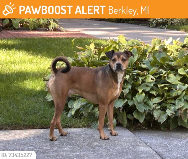 Found/Stray Male Dog last seen Near 12 mile and Cumberland, Berkley, MI 48072