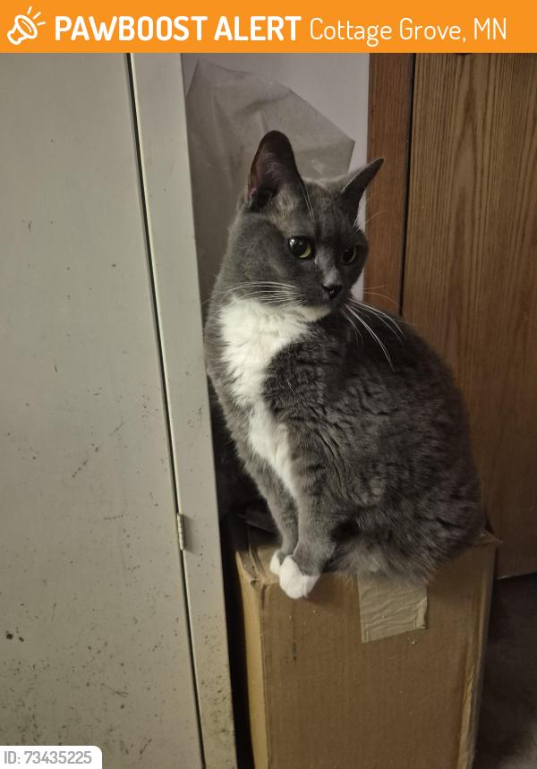 Found/Stray Female Cat last seen Grey cloud trail south by Mooers Lake, Cottage Grove, MN 55071