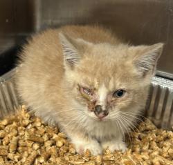 Shelter Stray Male Cat last seen Near Pleasantdale Rd, Doraville, GA 30340, 30340, GA, 3280 Chamblee Dunwoody Rd, Chamblee, GA 30341, USA