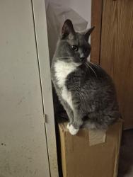 Found/Stray Female Cat last seen Grey cloud trail south by Mooers Lake, Cottage Grove, MN 55071
