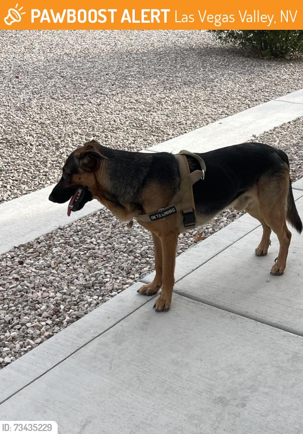 Found/Stray Male Dog last seen Decatur, Las Vegas Valley, NV 89118