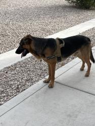 Found/Stray Male Dog last seen Decatur, Las Vegas Valley, NV 89118