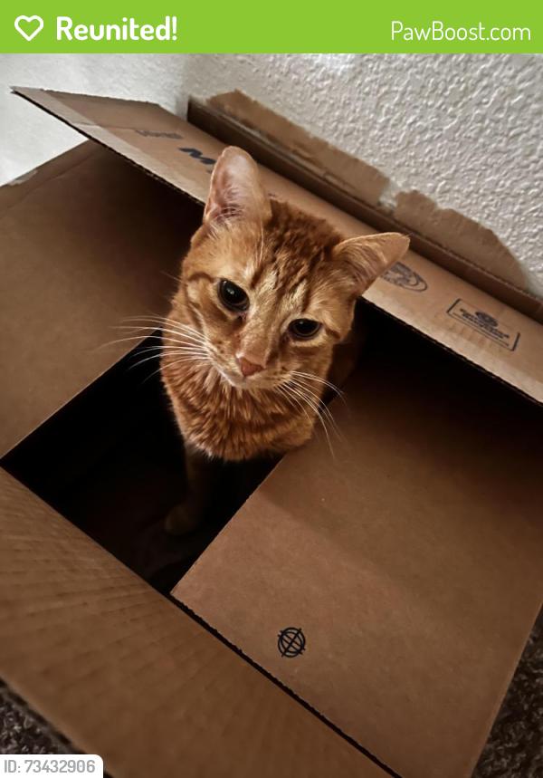 Reunited Male Cat last seen 71st St, Sacramento, CA, USA, Sacramento, CA 95820