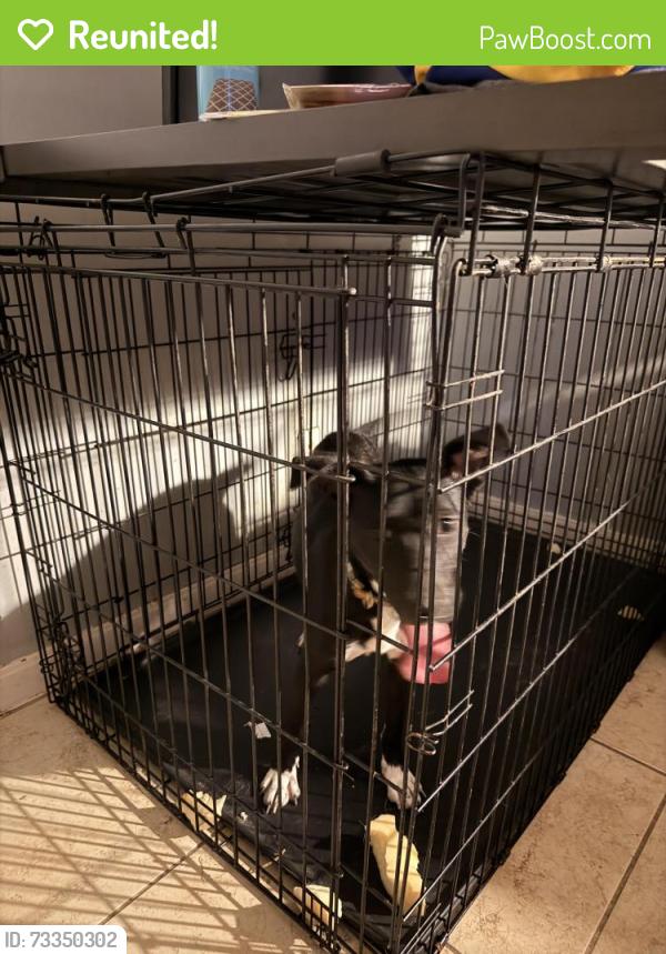 Reunited Female Dog last seen Deepwater, Pasadena, TX 77503