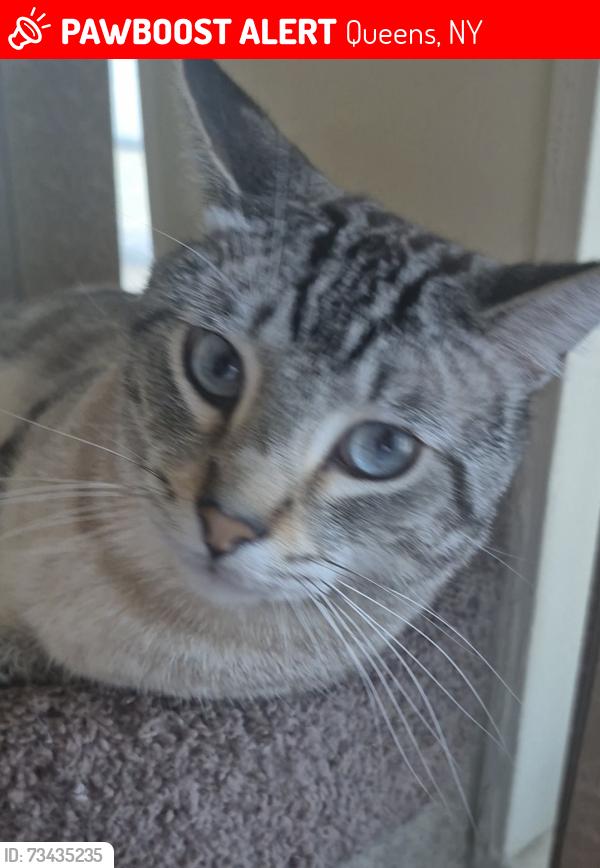 Lost Male Cat last seen Beach channels, Queens, NY 11694