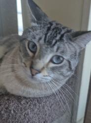 Lost Male Cat last seen Beach channels, Queens, NY 11694