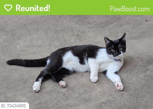 Reunited Male Cat last seen Oxford Road, Rutland Road, Bedford Road, Devonshire Road, Pinner Road, Pinner View, Greater London, England HA1 4LT