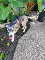 Reunited Female Dog last seen Near Glen Erica Dr, Houston, TX 77069, USA, Houston, TX 77069