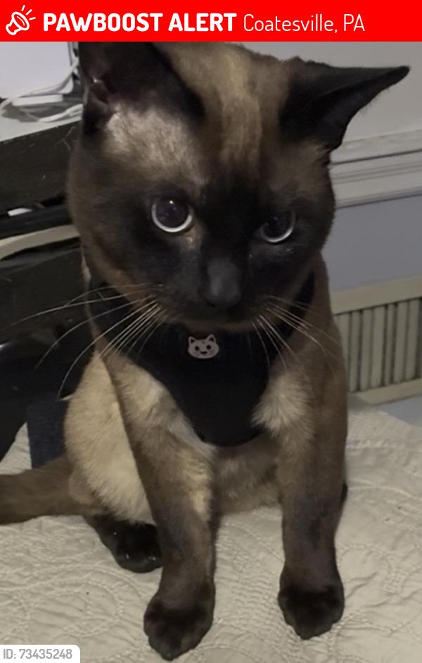 Lost Male Cat last seen Hampshire Place s, Coatesviile, Coatesville, PA 19320