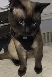 Lost Male Cat last seen Hampshire Place s, Coatesviile, Coatesville, PA 19320