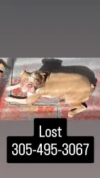 Reunited Male Dog last seen FIU, Miami, FL 33174
