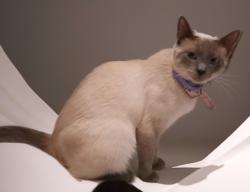 Reunited Female Cat last seen Shilo Valley Eementary/ Indian trail valley church/Rodgers Rd, Monroe, NC 28110