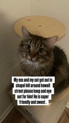 Reunited Male Cat last seen Near howell street, Chapel Hill, NC 27514