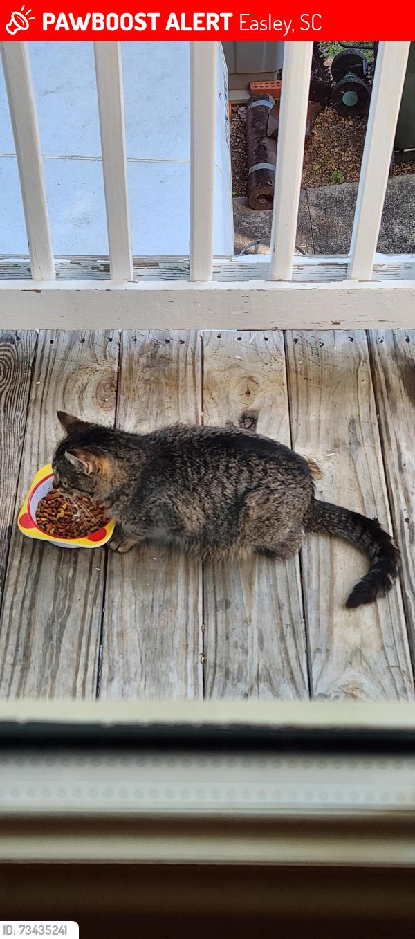 Lost Female Cat last seen Ballentine Street, Easley, SC 29642