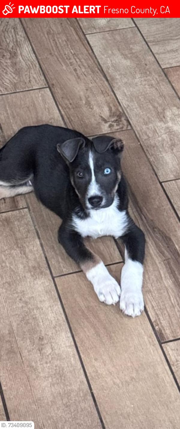 Lost Male Dog last seen Shaw and 145, Fresno County, CA 93630