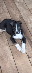 Lost Male Dog last seen Shaw and 145, Fresno County, CA 93630