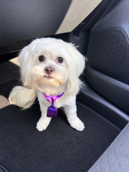 Lost Male Dog last seen Near Cassy's, Edmond, OK 73013