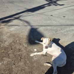 Found/Stray Male Dog last seen Near paragon mills in Canterbury Hall cndmniums in cul-de-sac, Nashville, TN 37211