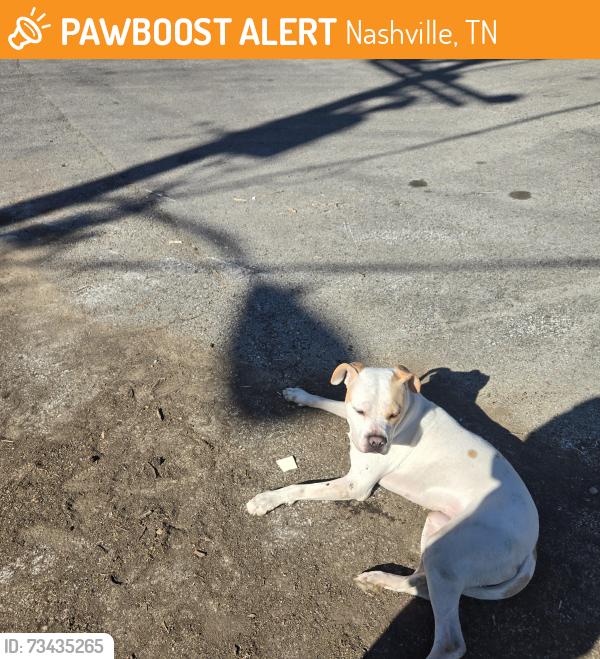 Found/Stray Male Dog last seen Near paragon mills in Canterbury Hall cndmniums in cul-de-sac, Nashville, TN 37211