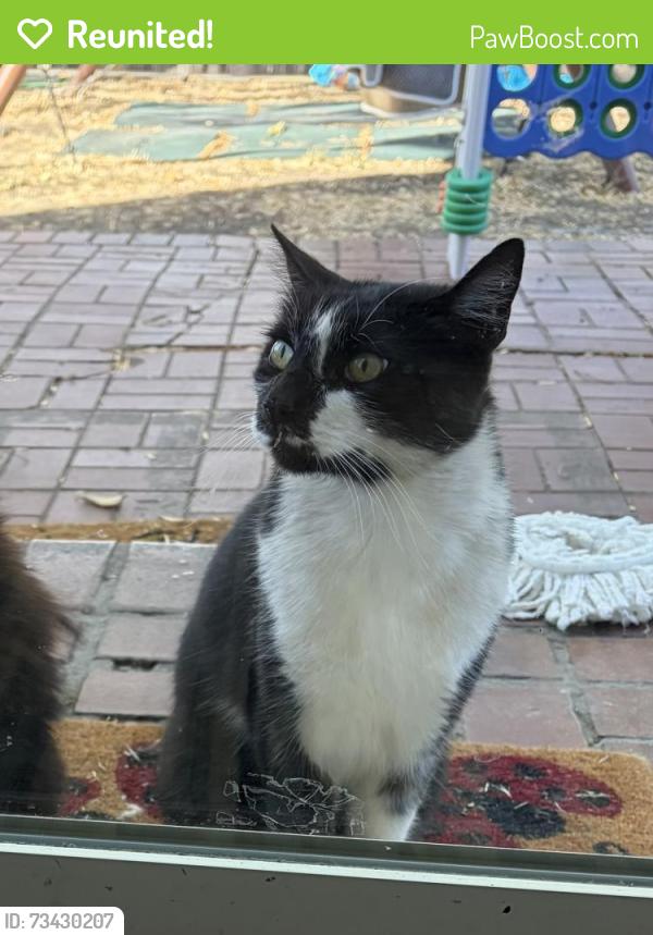 Reunited Male Cat last seen Riverside Drive and Mota Drive Bay Point, Bay Point, CA 94565