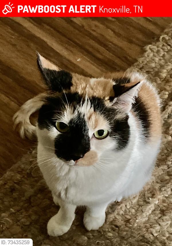 Lost Female Cat last seen Piney Grove Church Rd and Middlebrook Pike, Knoxville, TN 37909