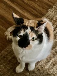 Lost Female Cat last seen Piney Grove Church Rd and Middlebrook Pike, Knoxville, TN 37909