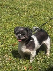 Reunited Male Dog last seen Near Sterlingcrest Rd, Houston, TX 77049, USA, Houston, TX 77049