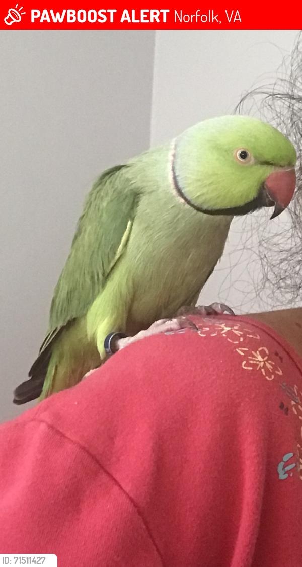 Lost Male Bird last seen Arrowwood Street, Norfolk, VA 23518, Norfolk, VA 23518