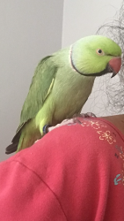 Lost Male Bird last seen Arrowwood Street, Norfolk, VA 23518, Norfolk, VA 23518