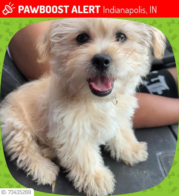 Lost Female Dog last seen Cerca de mi casa, Indianapolis, IN 46201