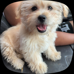 Lost Female Dog last seen Cerca de mi casa, Indianapolis, IN 46201